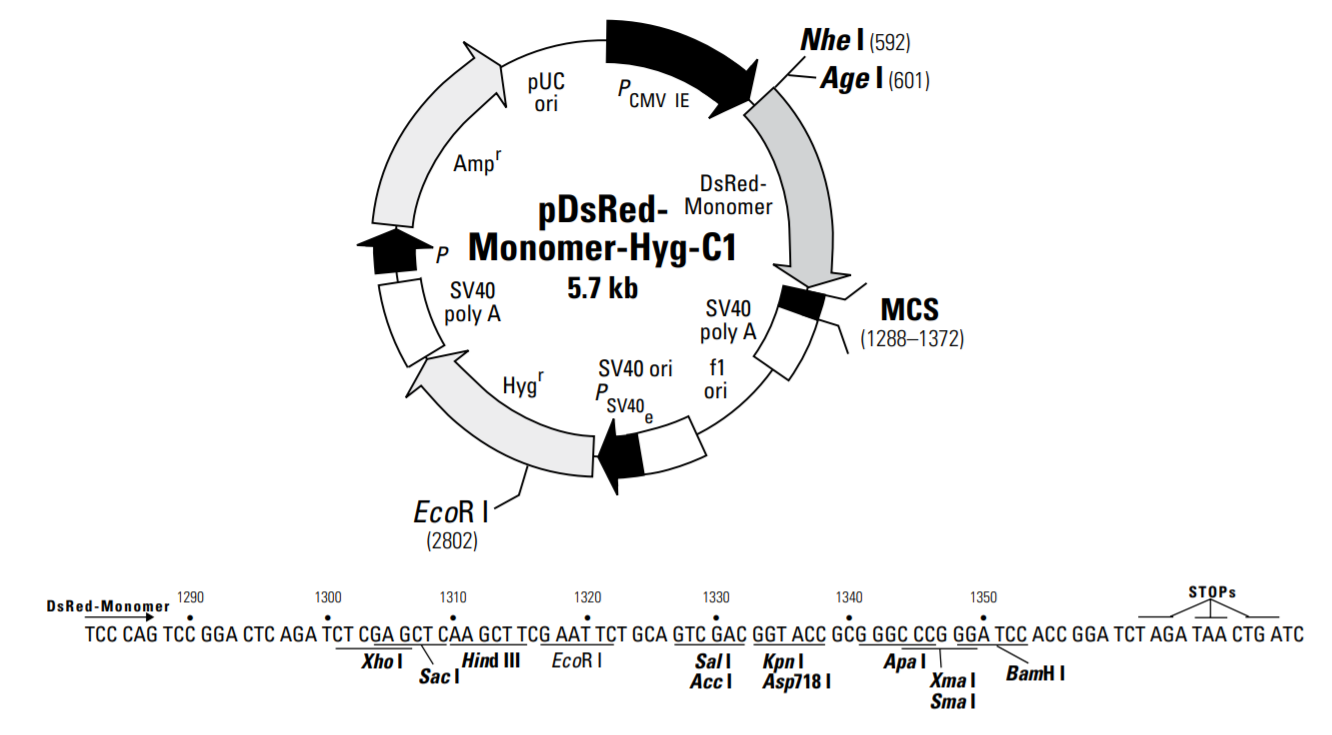 pDsRed-Monomer-Hyg-C1 载体图谱